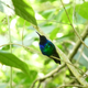 The Santa Marta sabrewing.